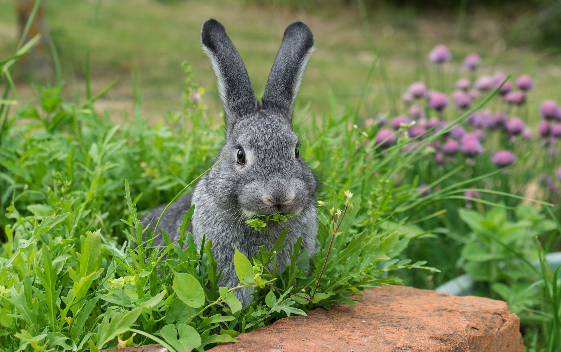 lapin qui mange de l'herbe